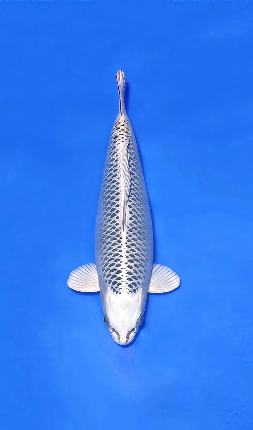 Juara 1