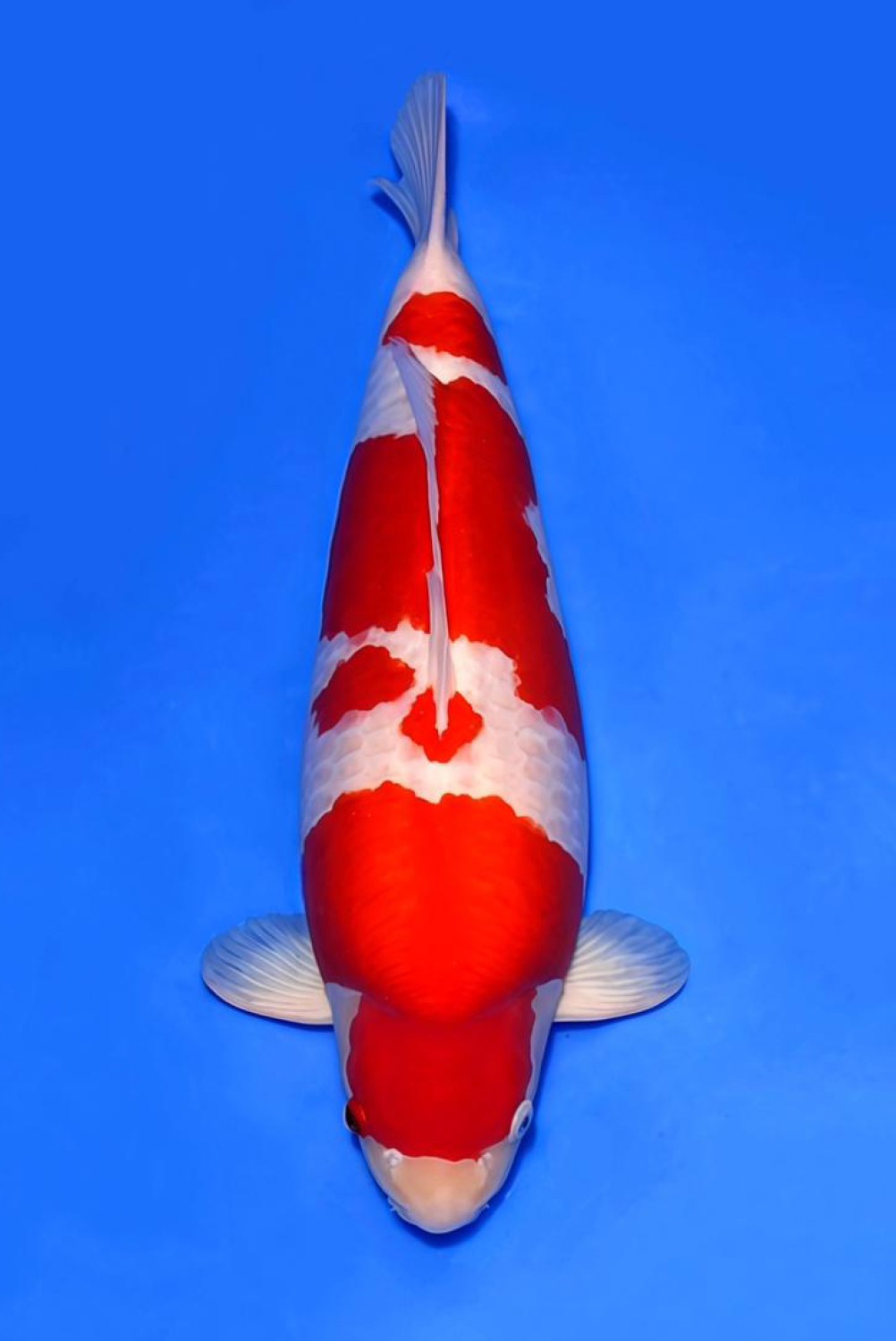 A. Adult Champion
