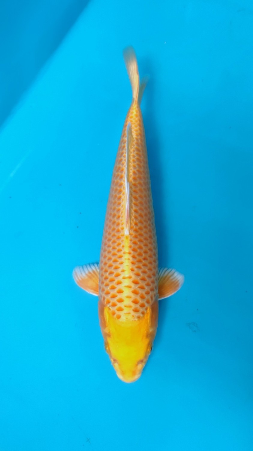 Juara 1