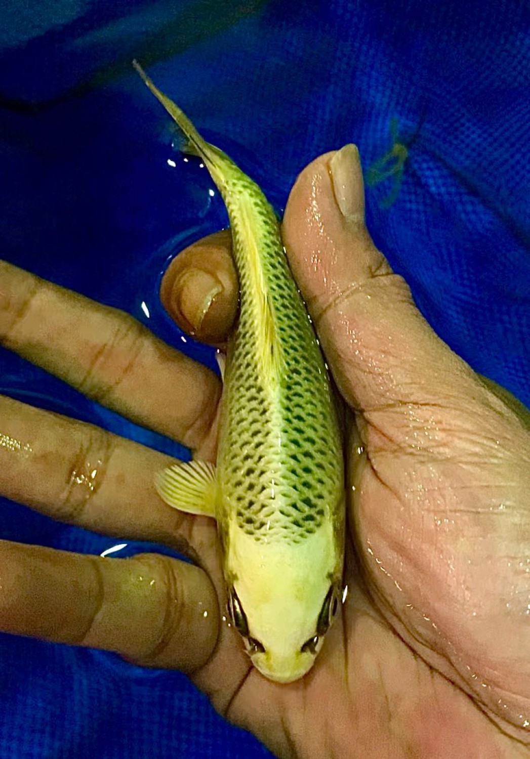 Juara 5