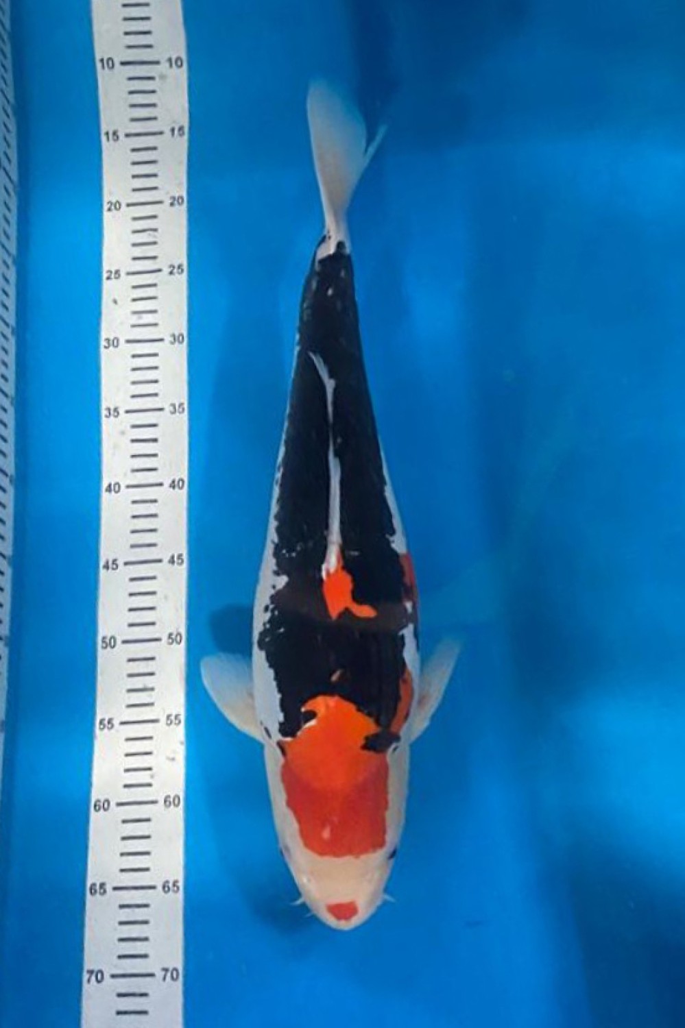 Juara 1
