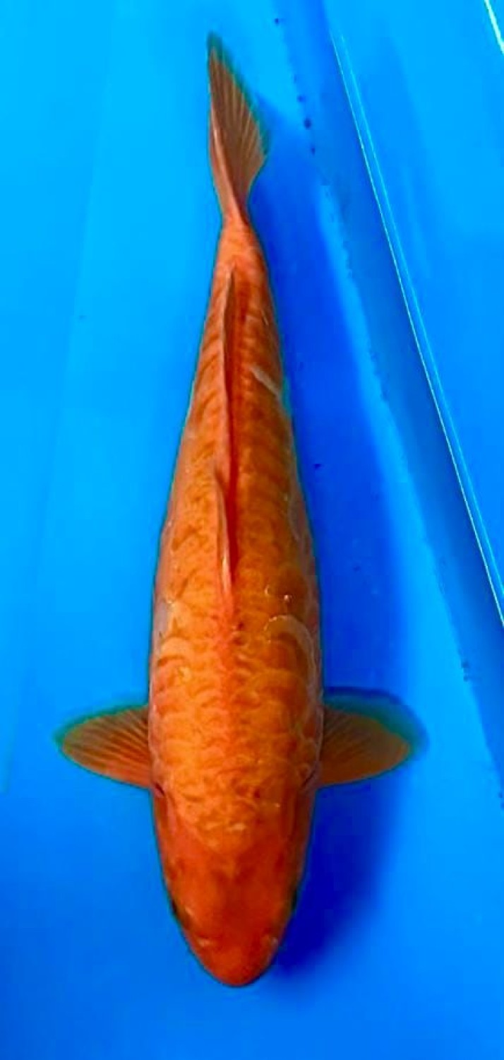 Juara 2