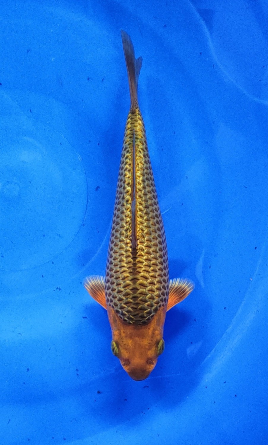 Juara 1