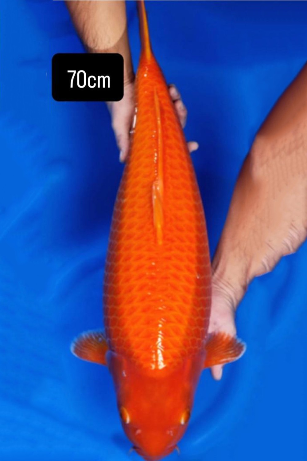 E. Kamboja Prize 66 - 70 cm