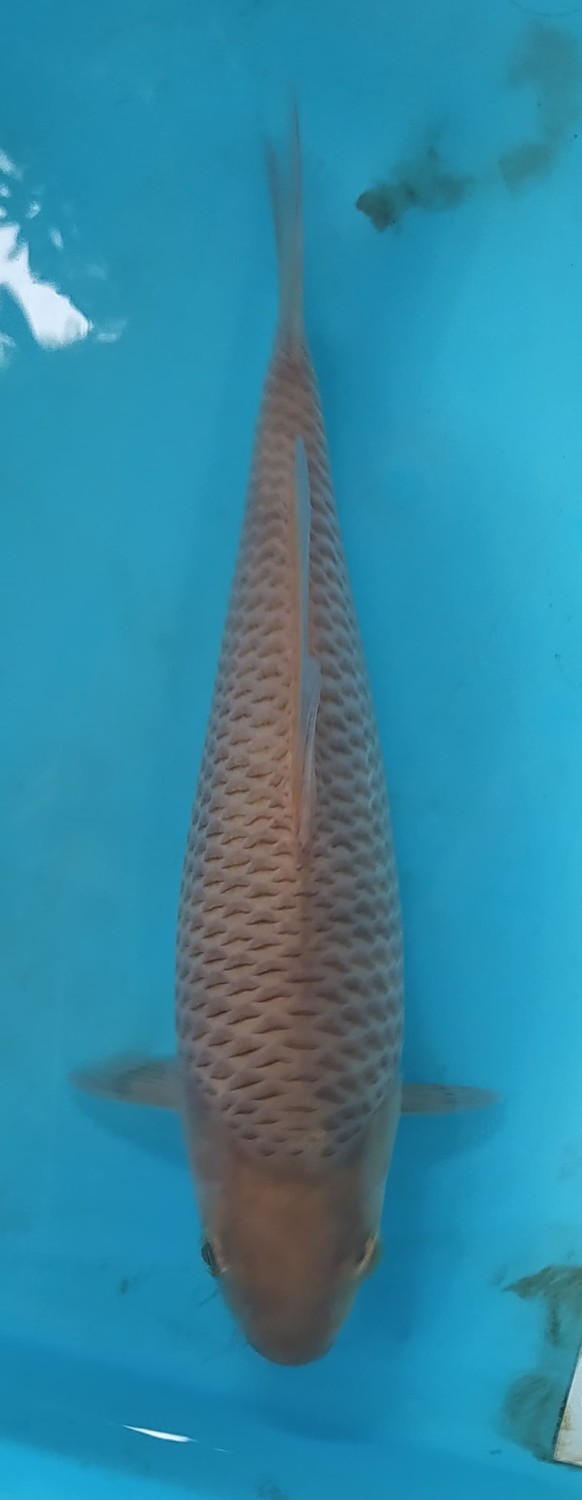 Juara 1