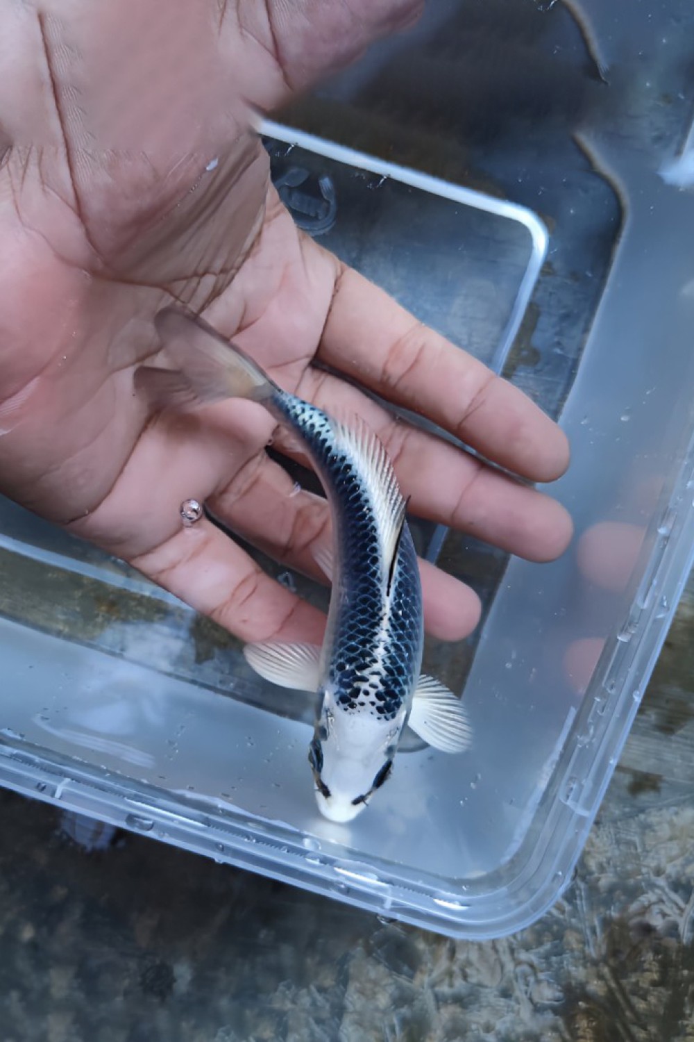E. Kamboja Prize Up To 12 cm