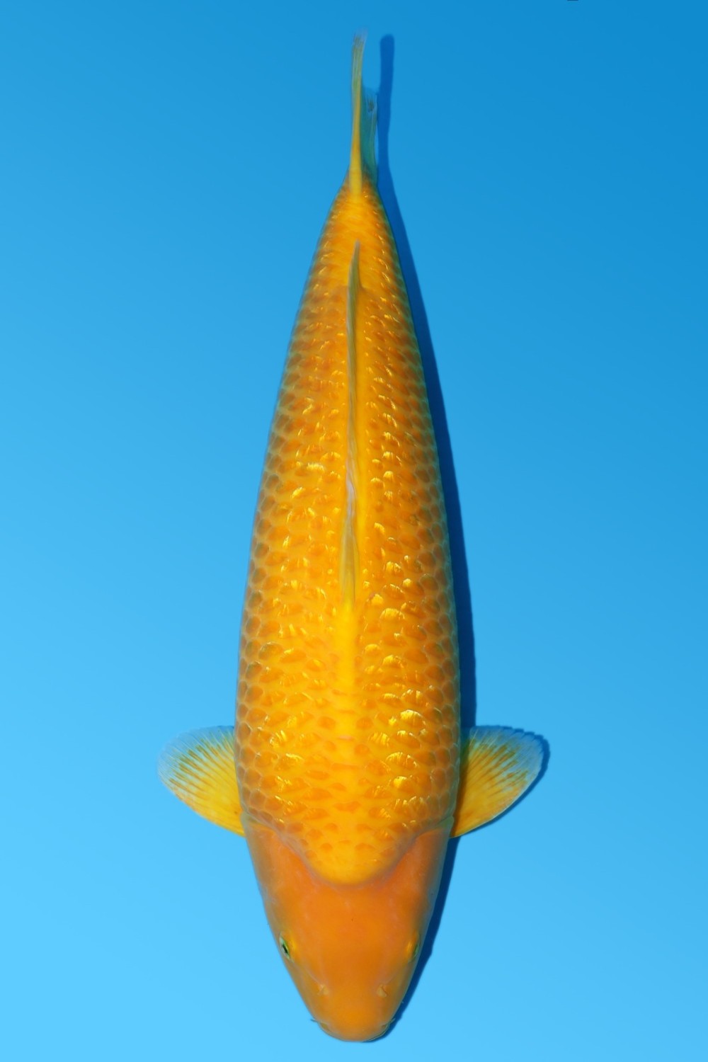 Juara 1