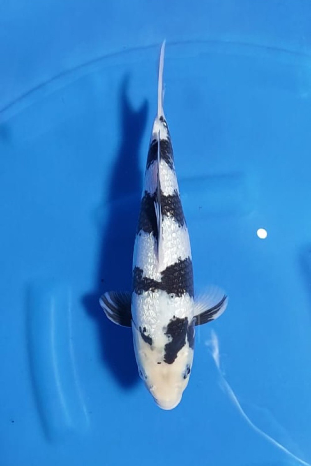 C. Anggrek Prize 26 - 30 cm