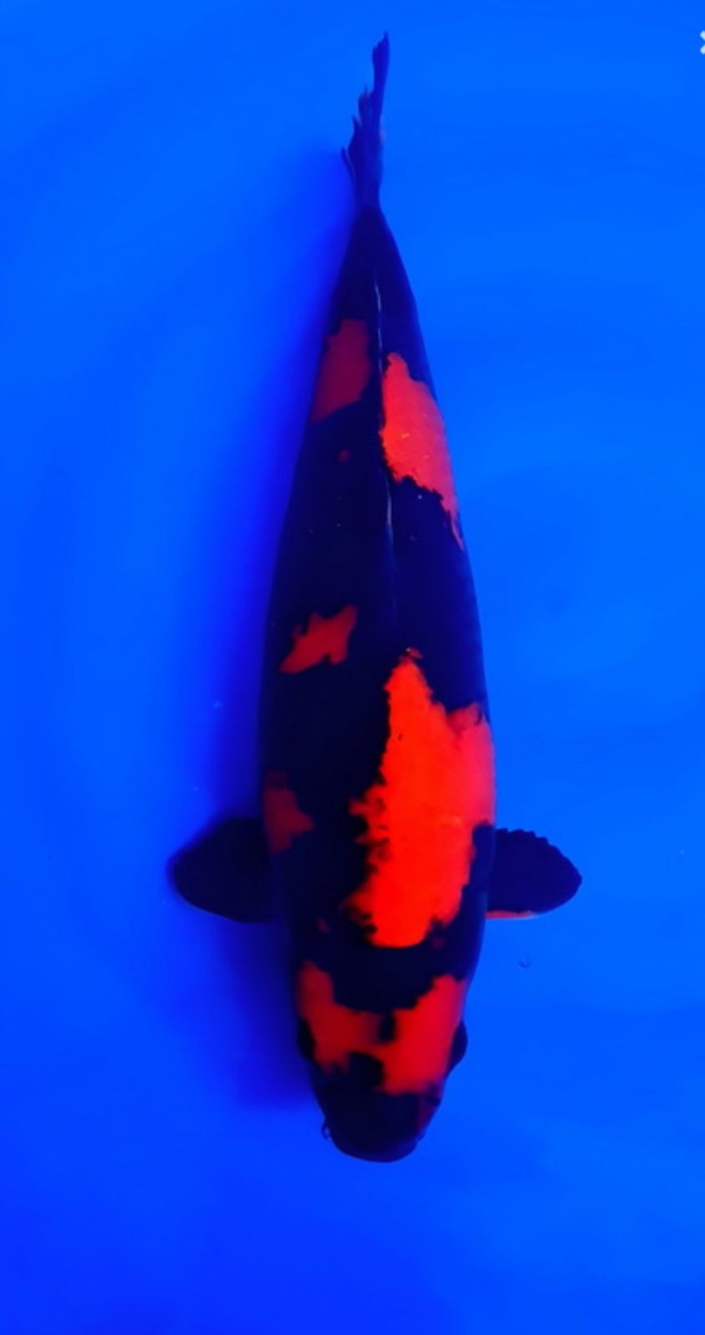 Juara 1