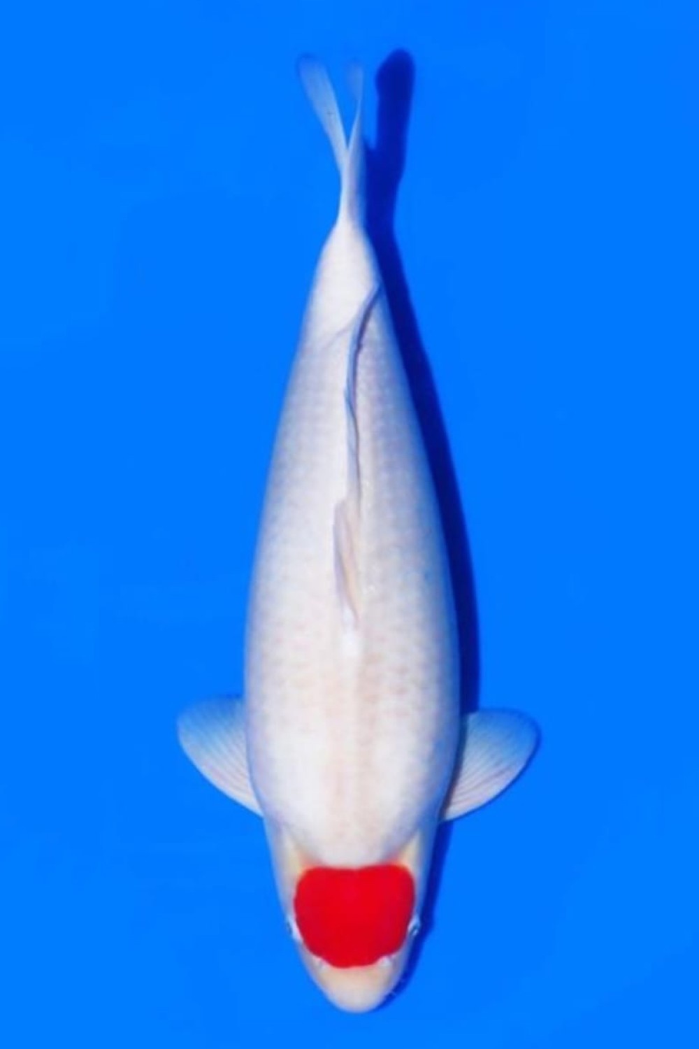 Juara 1