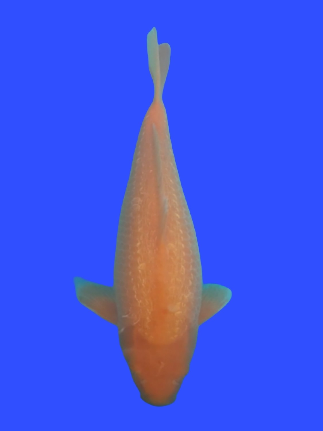 Juara 2