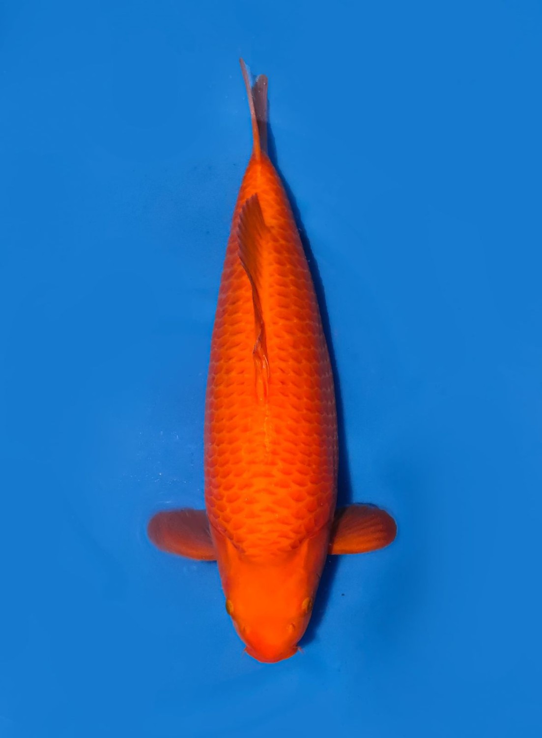 E. Kamboja Prize 46 - 50 cm