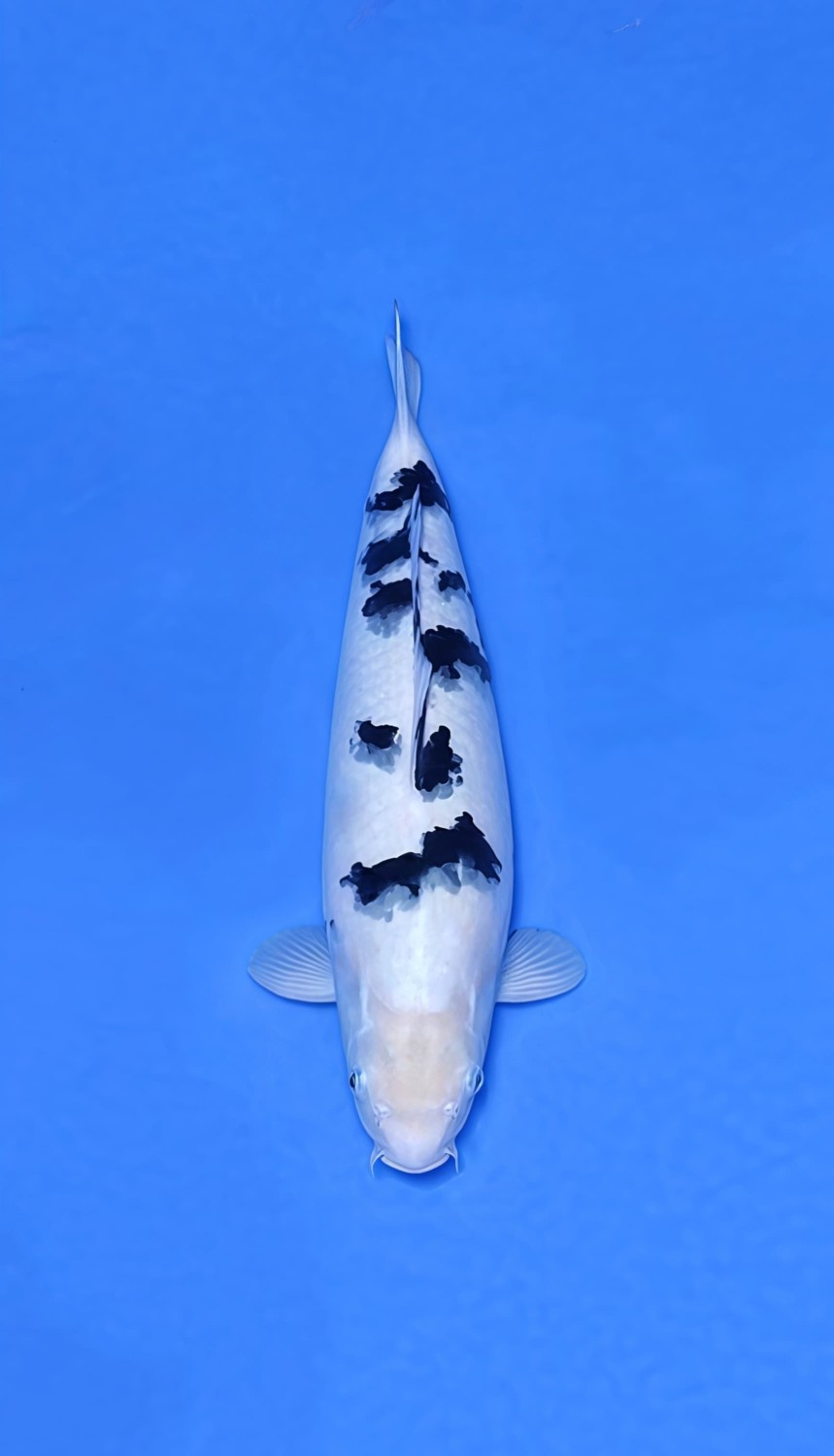 D. Cempaka Prize 36 - 40 cm