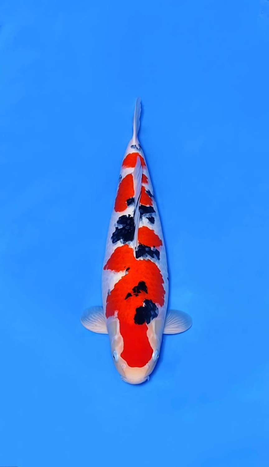 Juara 2