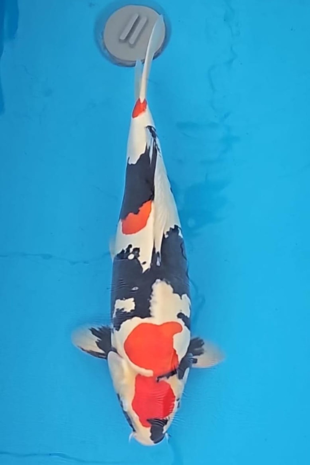 Juara 2