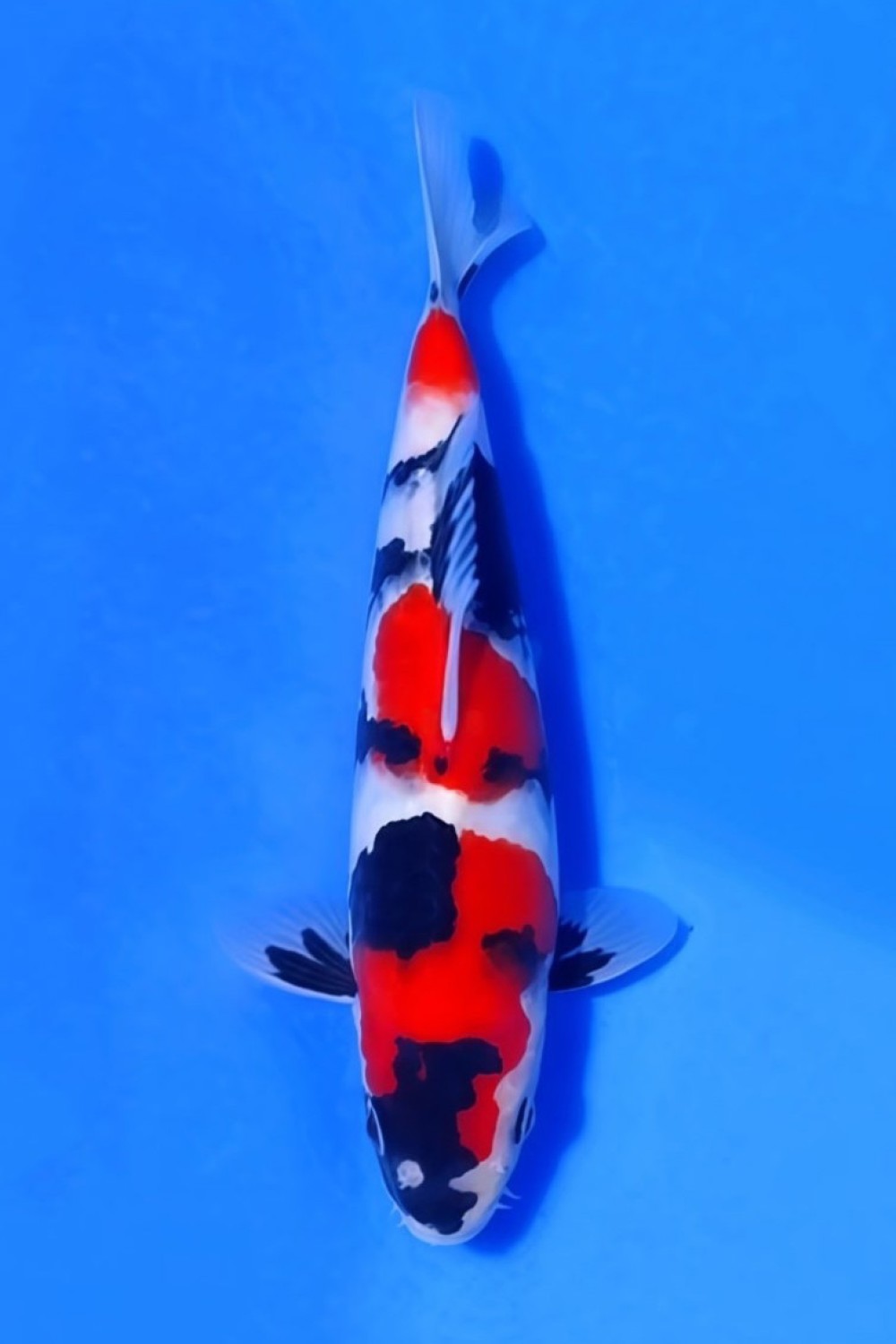 Juara 2