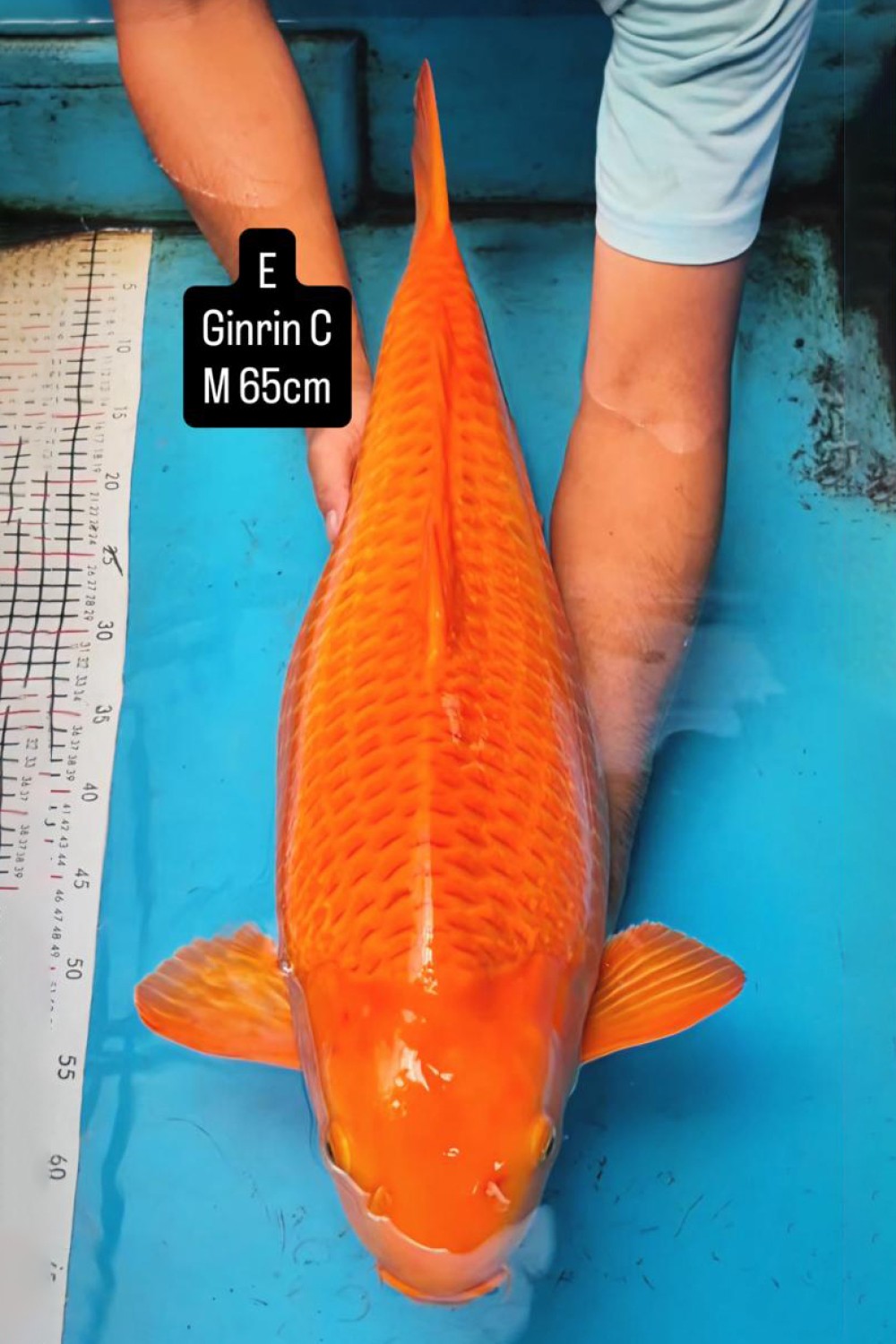 E. Kamboja Prize 61 - 65 cm