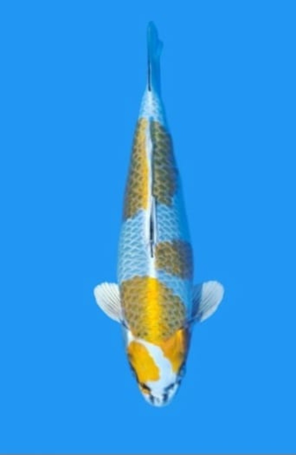 Juara 1
