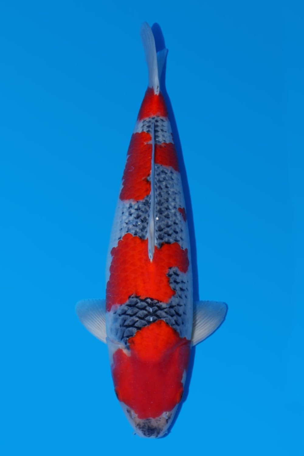 Juara 1