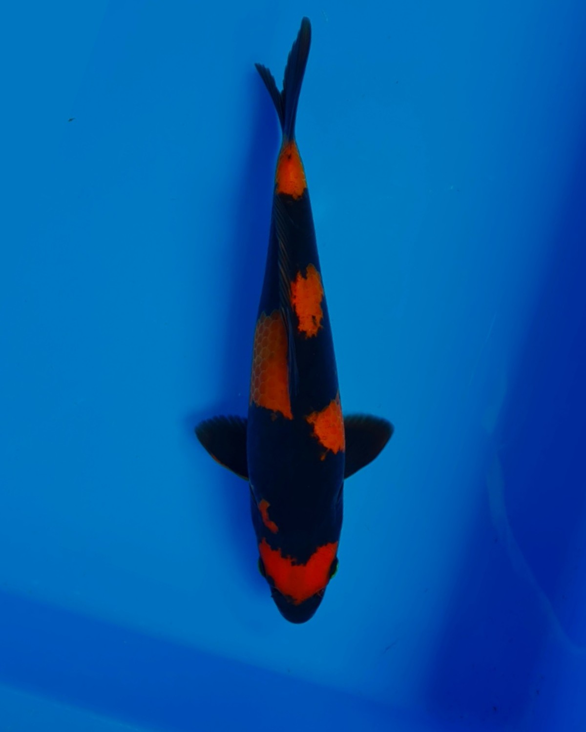 Juara 1