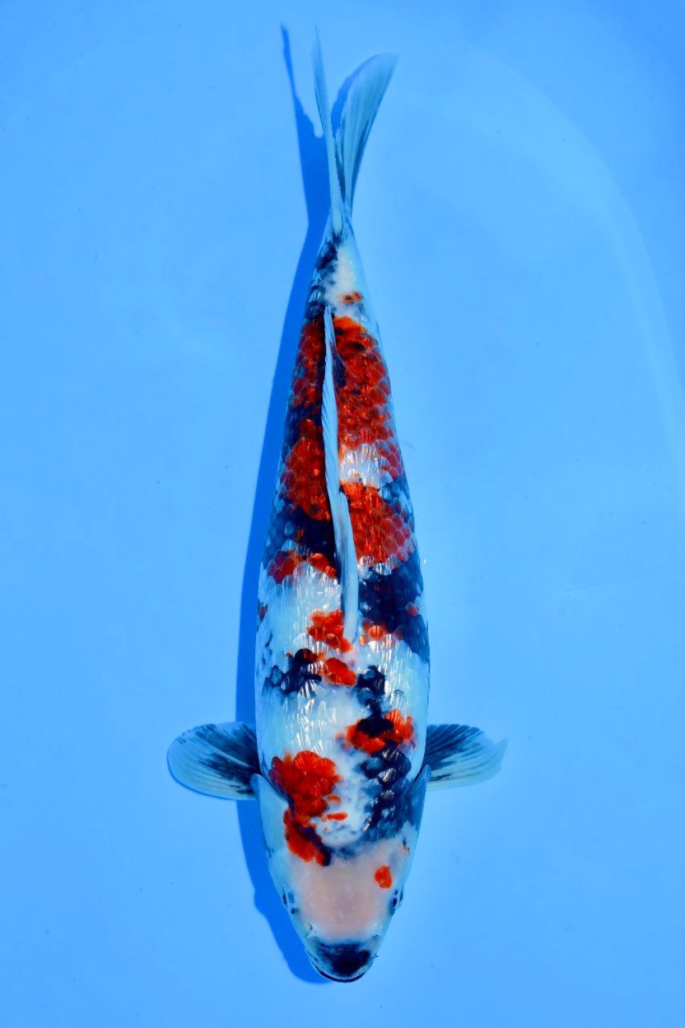 Juara 4