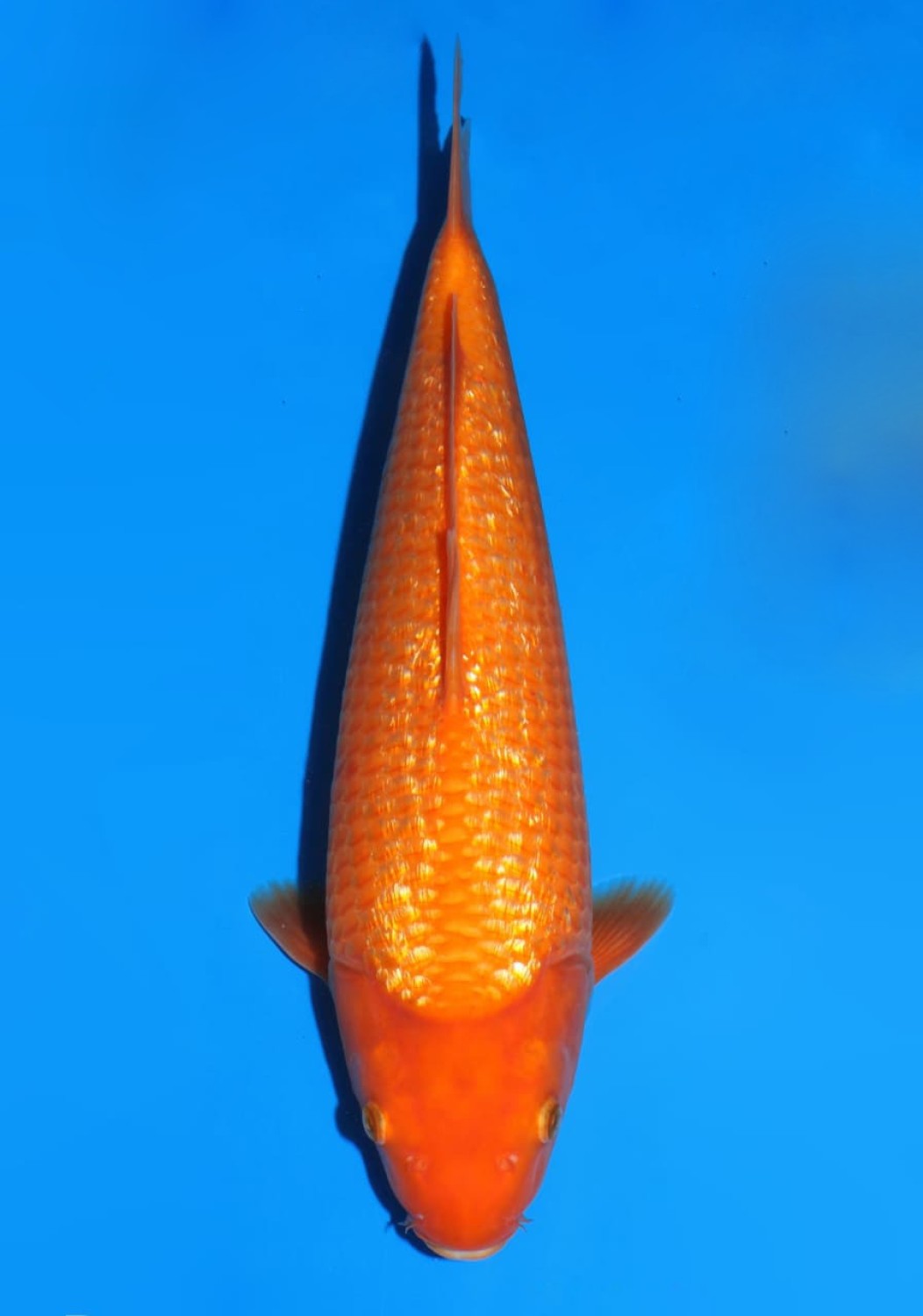 Juara 2