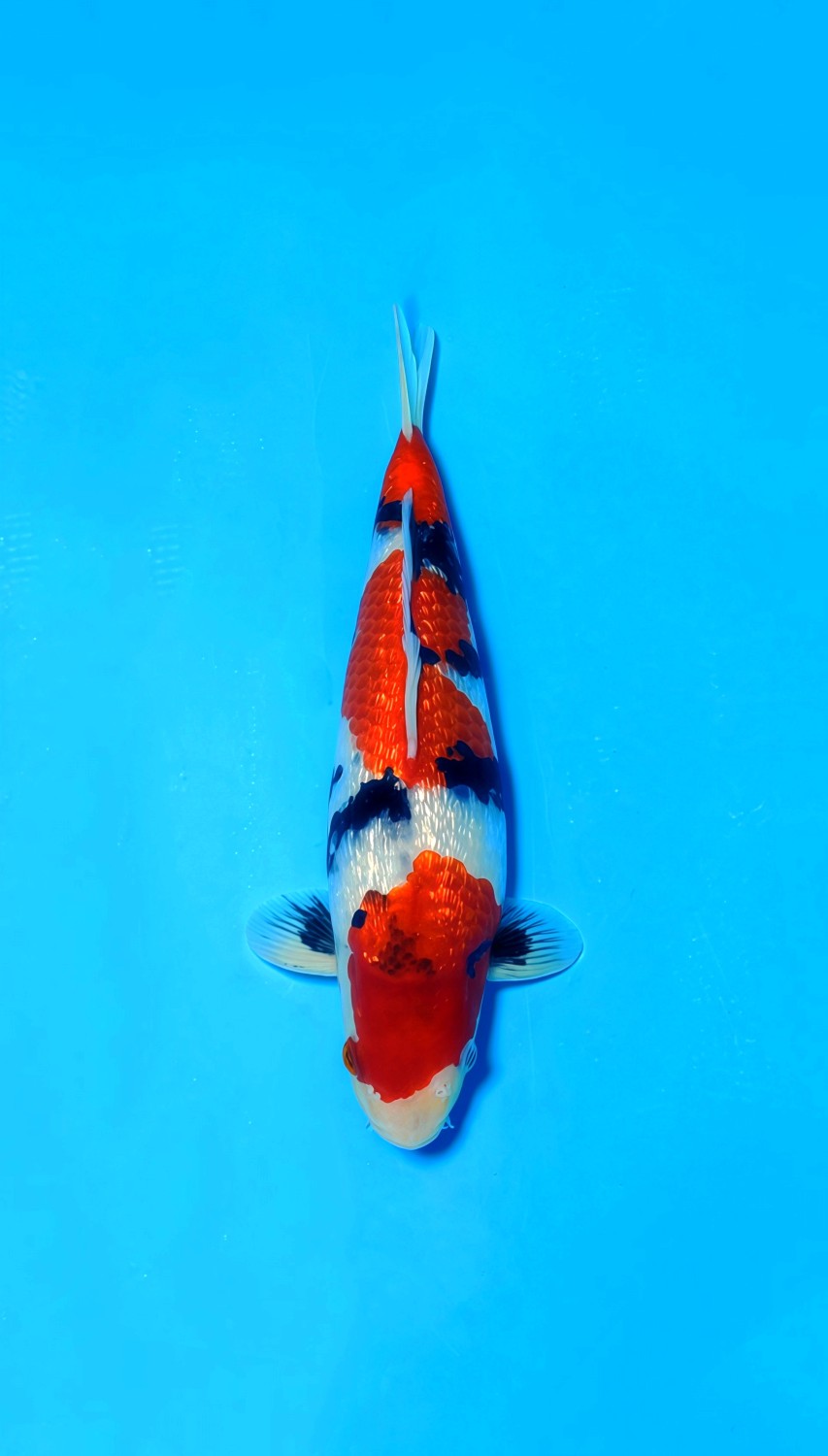 Best In Size B, 26 - 30 cm