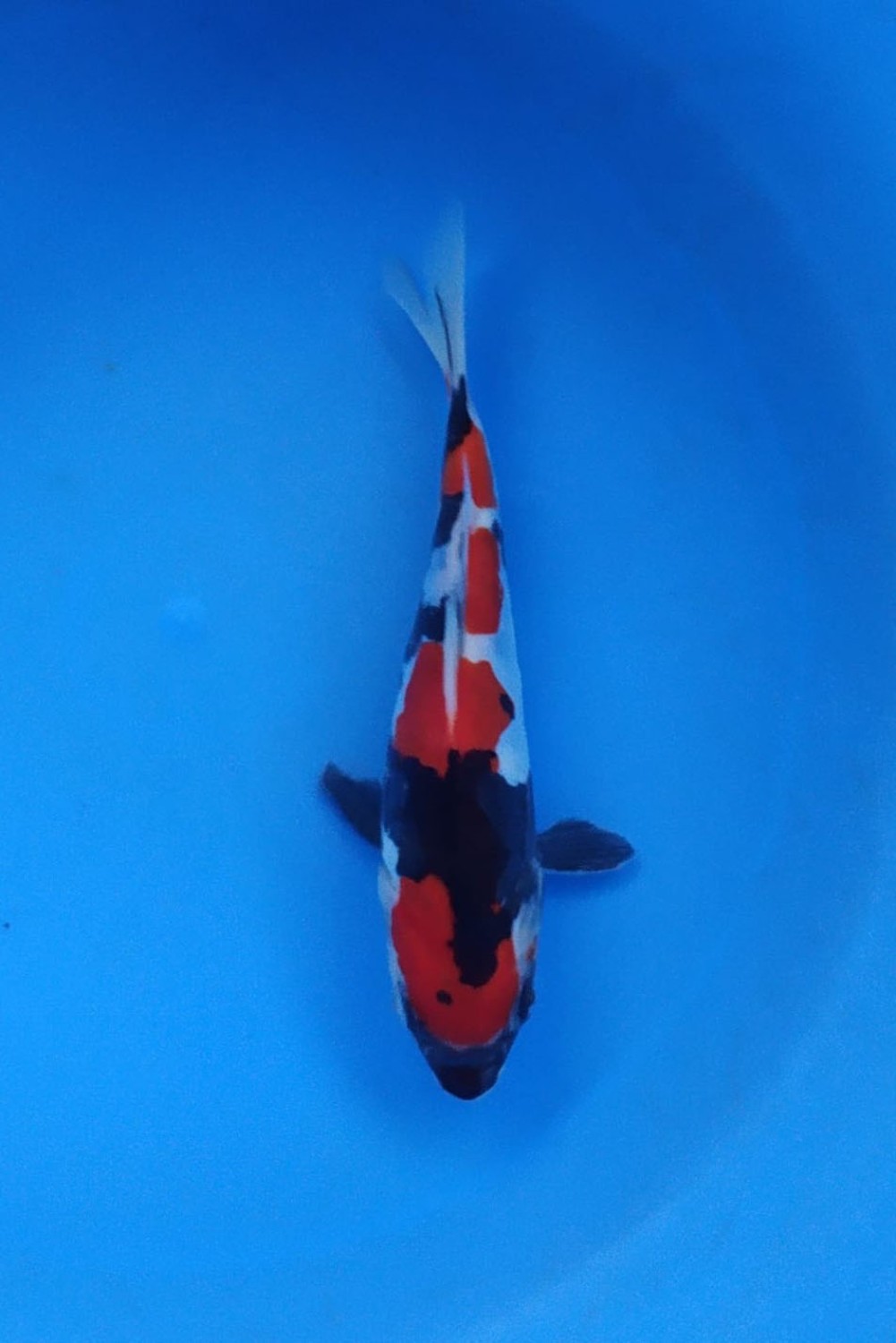 Juara 5