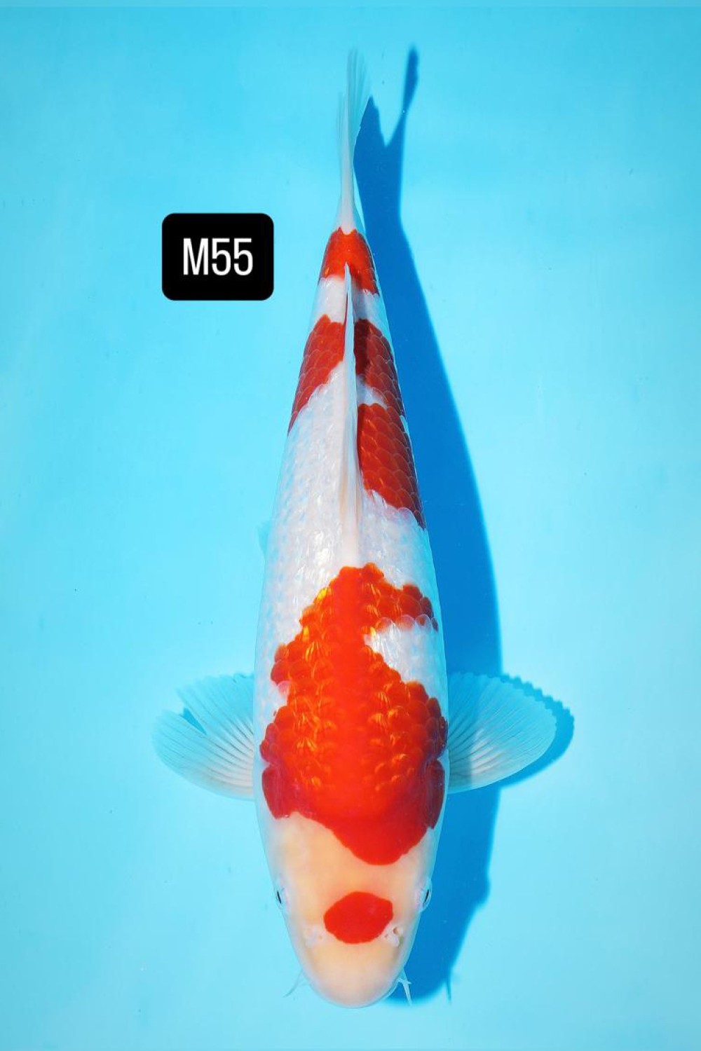 Best In Size B, 51 - 55 cm