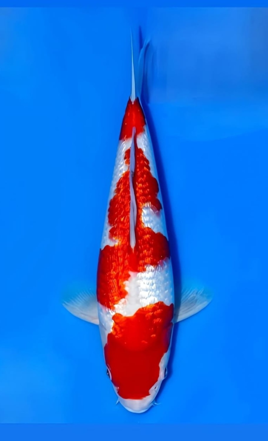 Juara 5