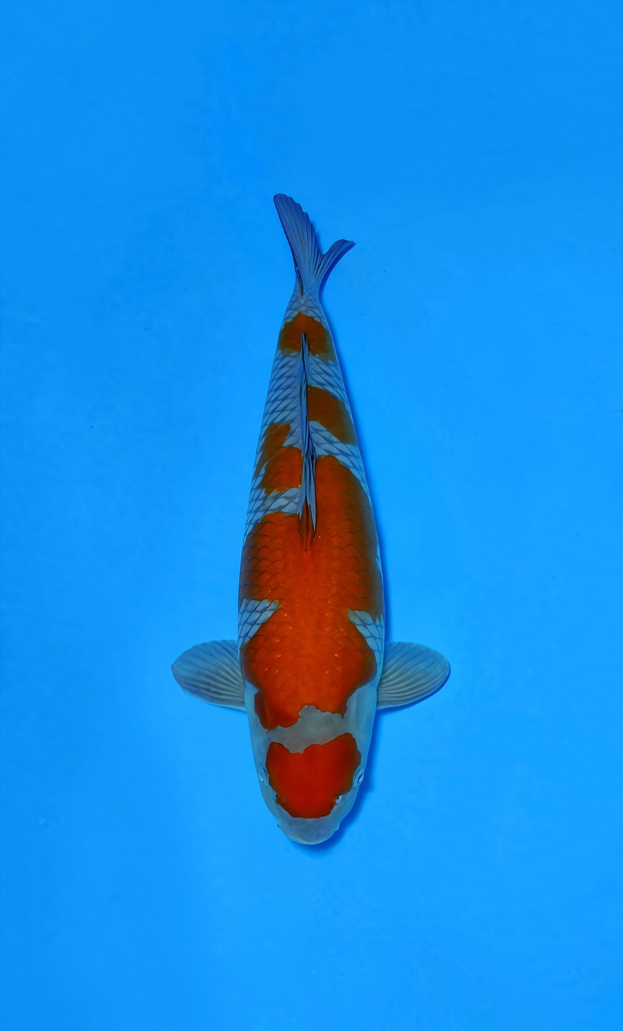 Juara 1