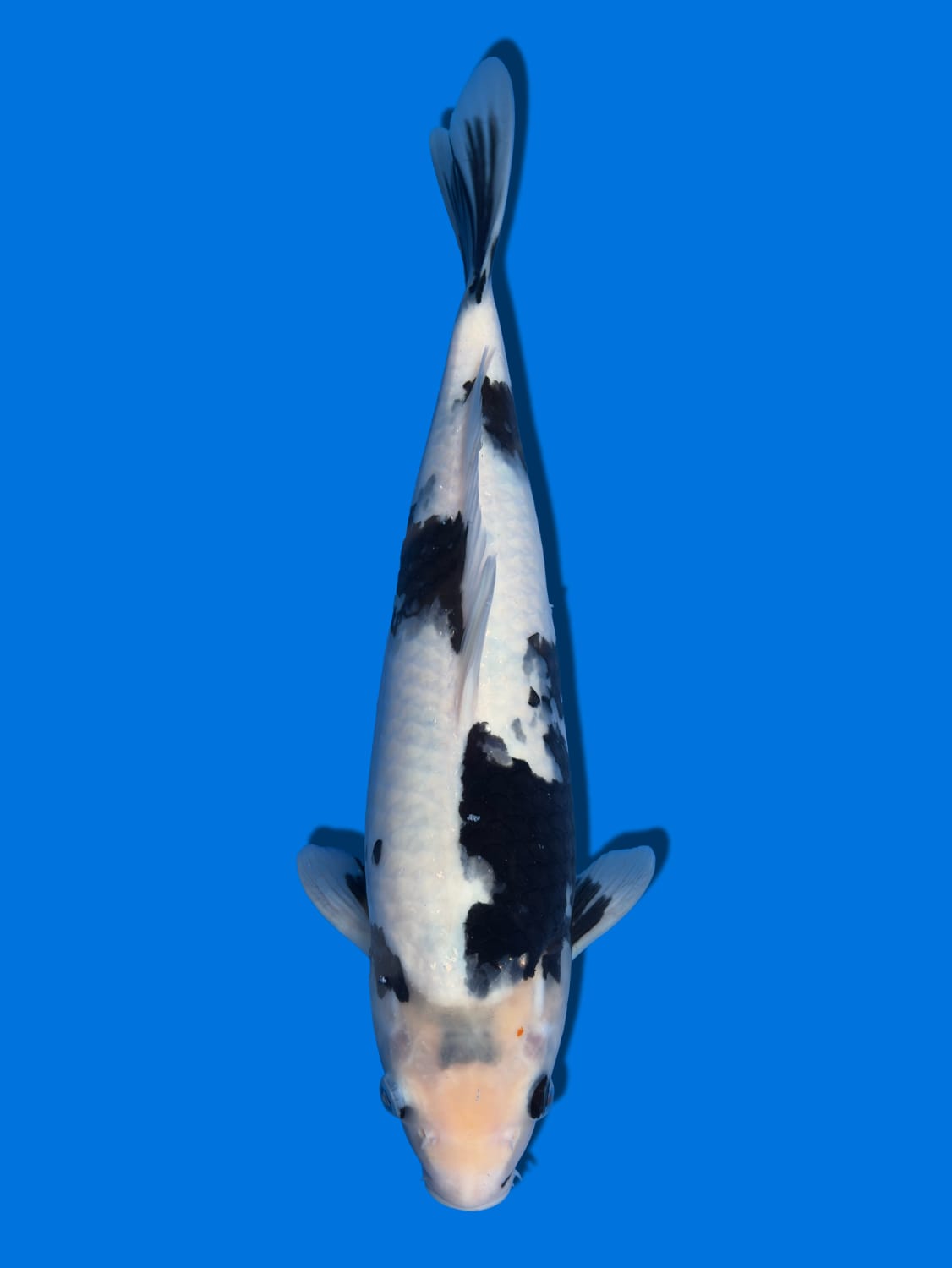 Juara 3
