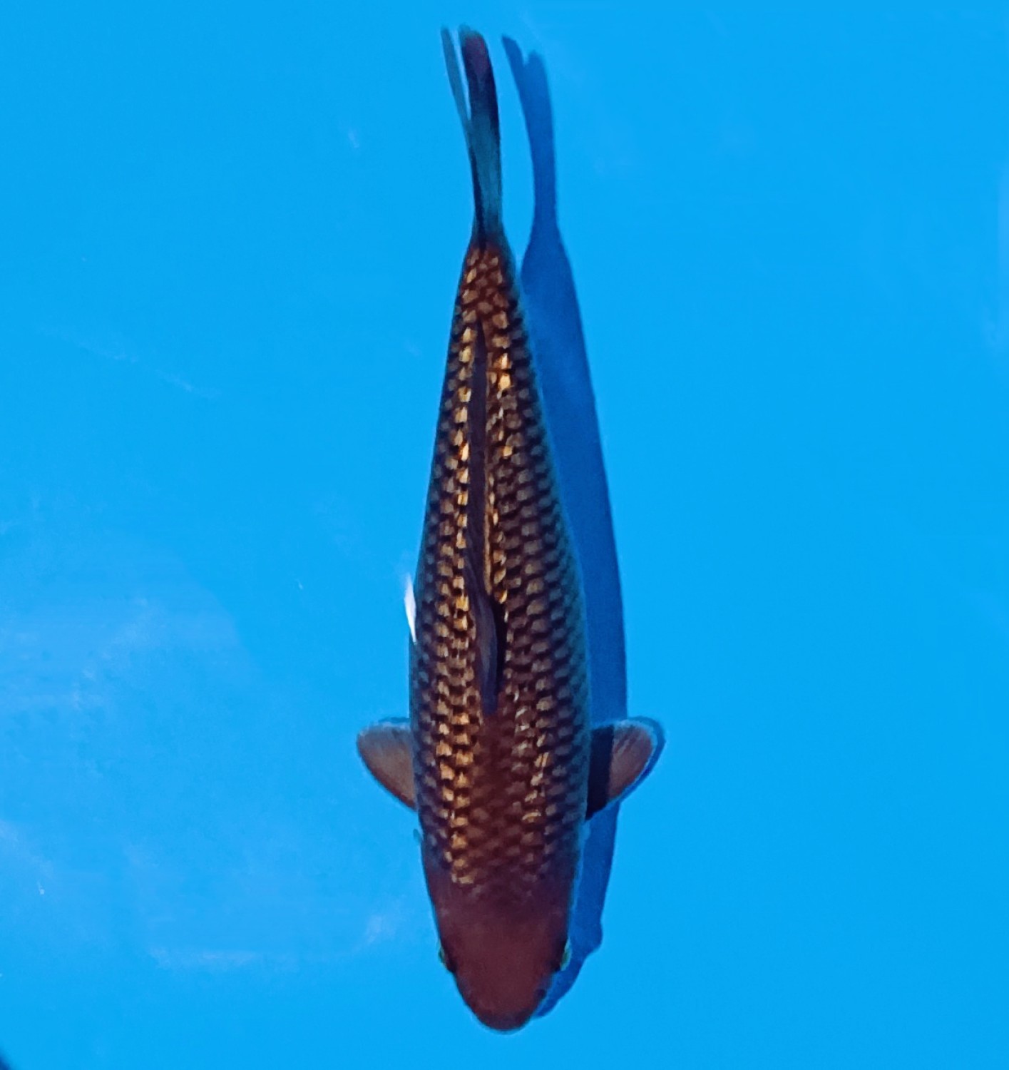 Best In Size E, 31 - 35 cm