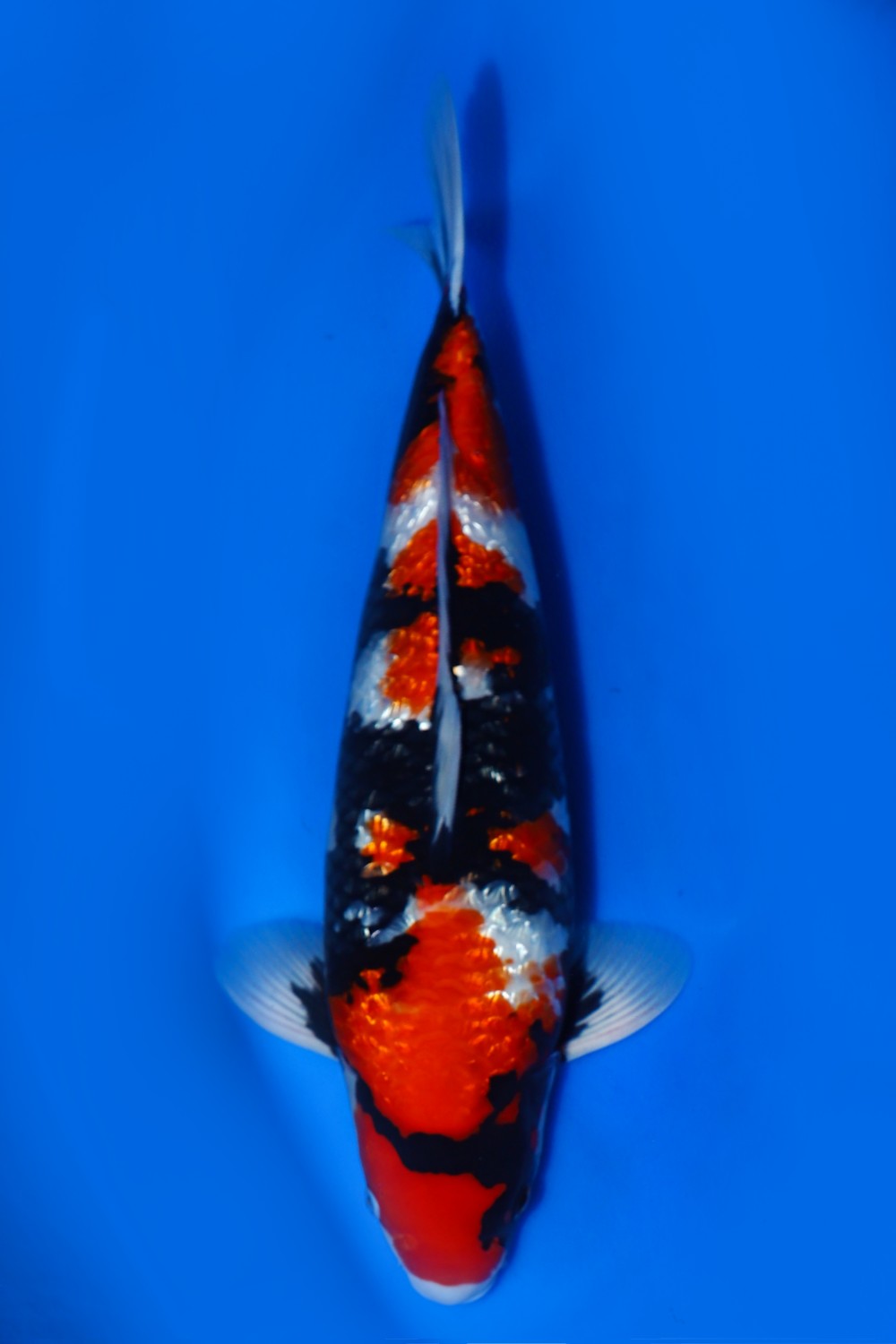 Juara 3