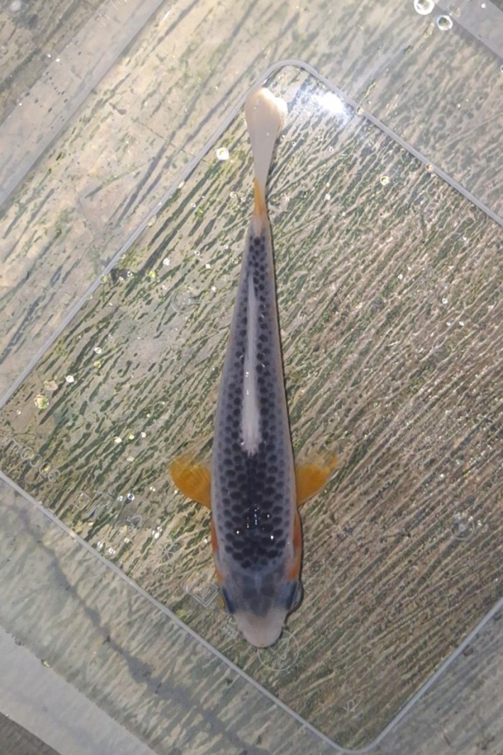 Juara 1