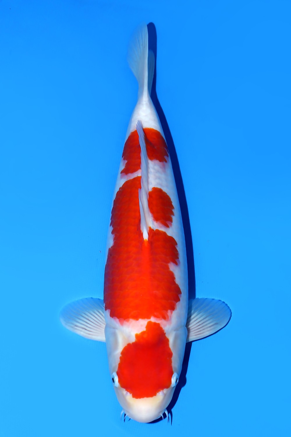 Juara 1