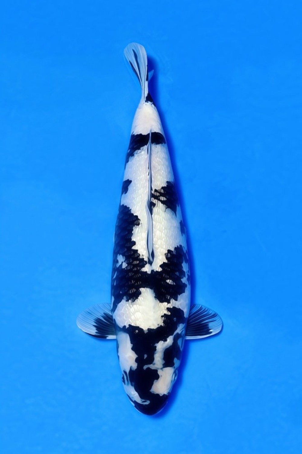 Best In Size C, 41 - 45 cm