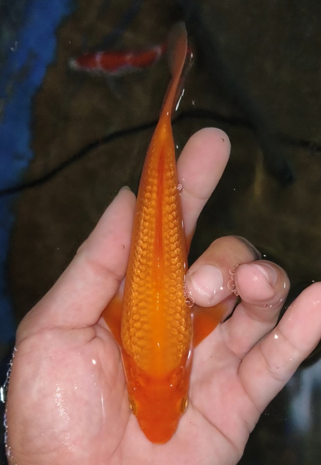 Juara 2
