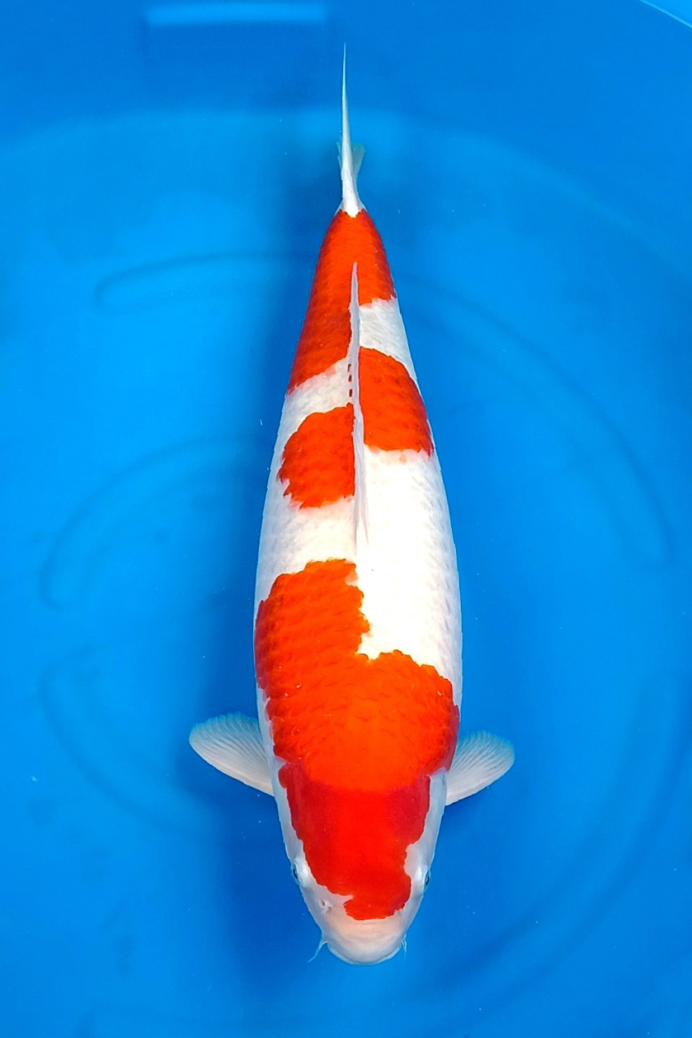 Juara 1