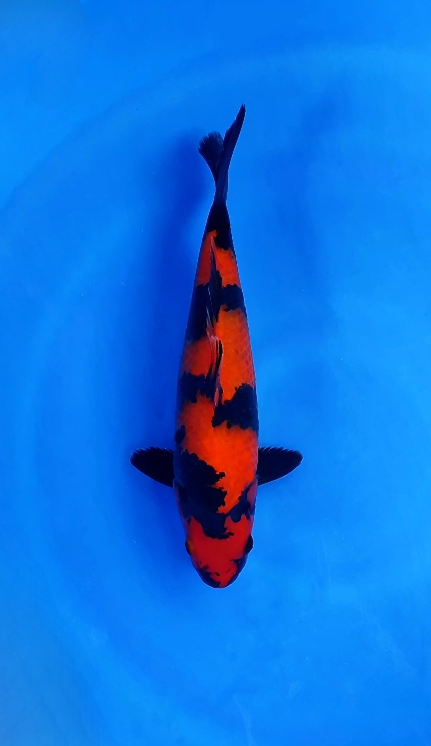 Best In Size D, 41 - 45 cm