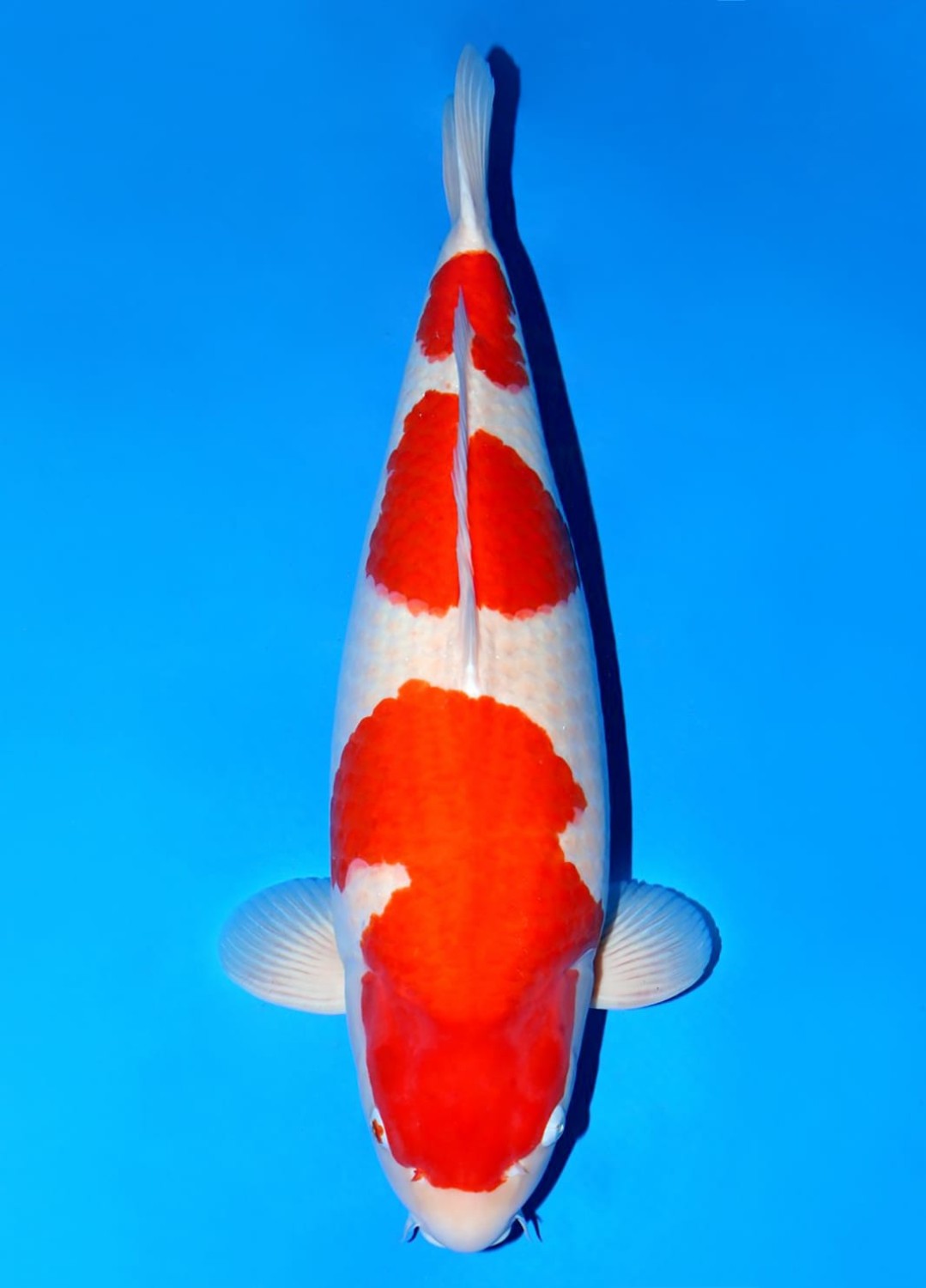 Best In Size A, 66 - 70 cm