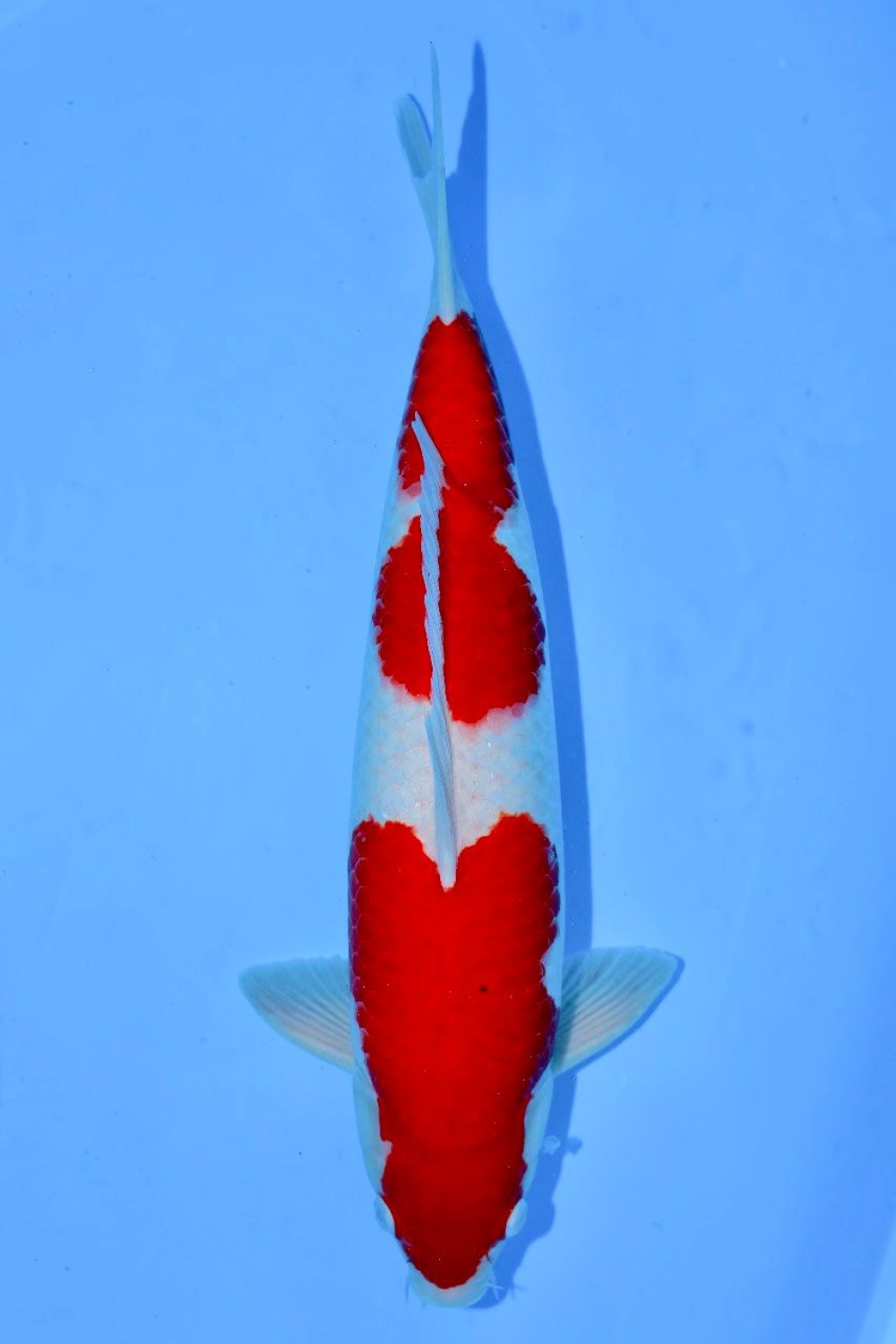Juara 5