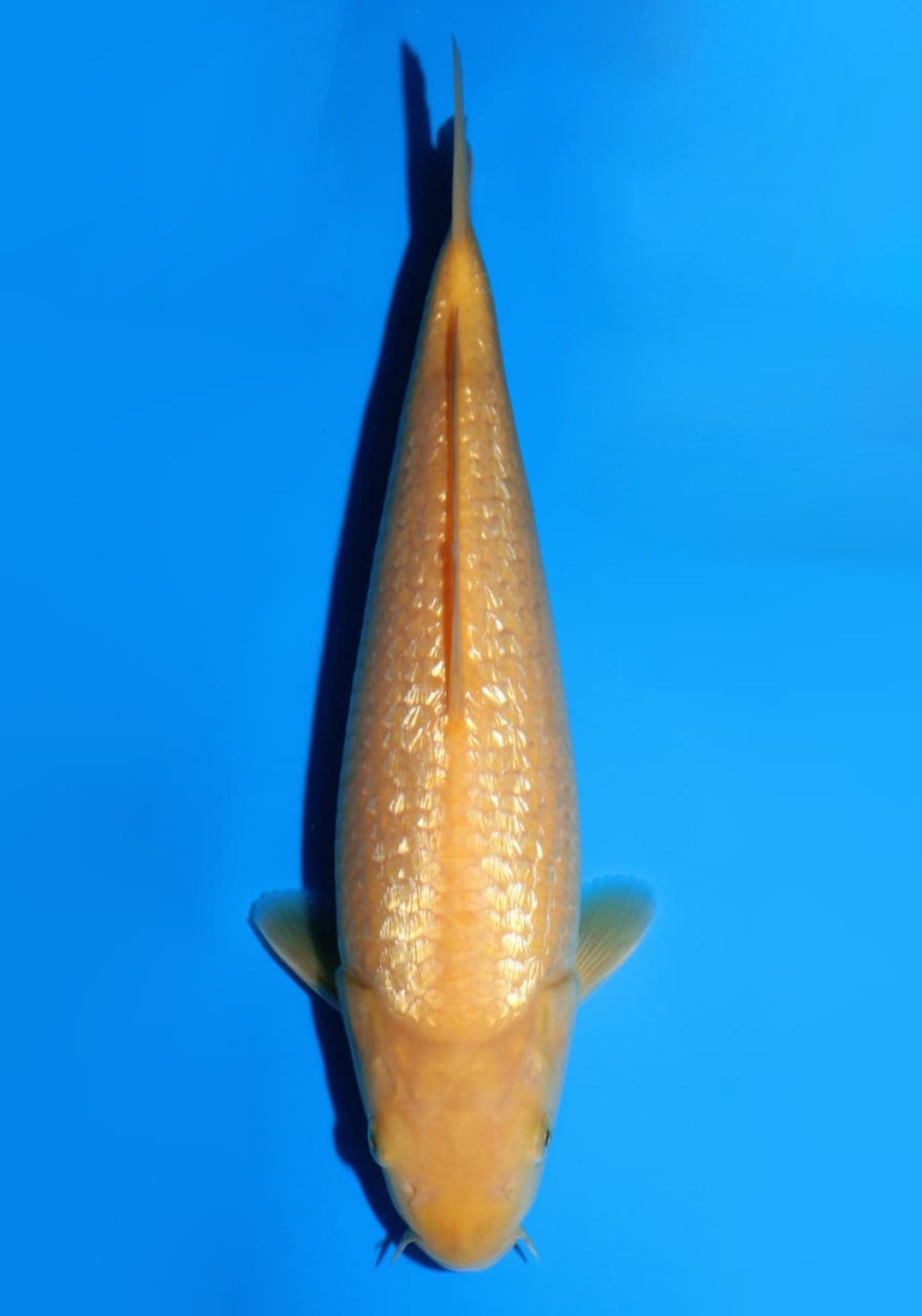 Juara 2