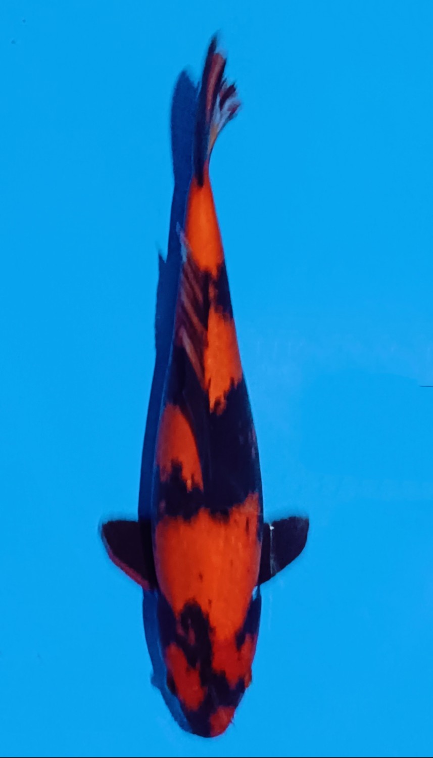 Juara 1