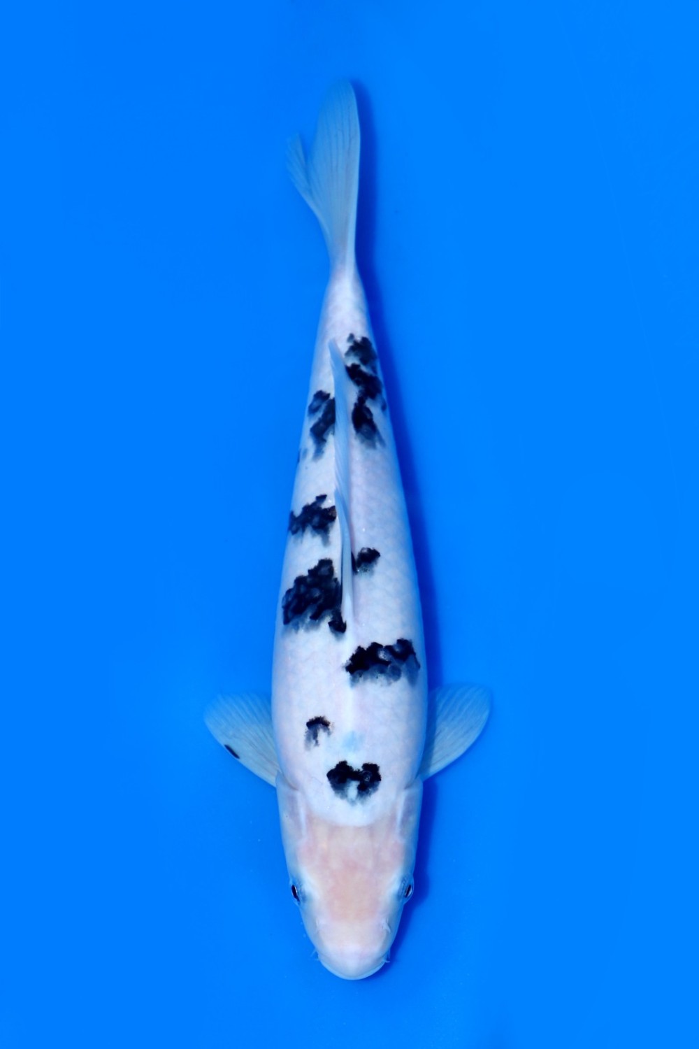 Juara 1