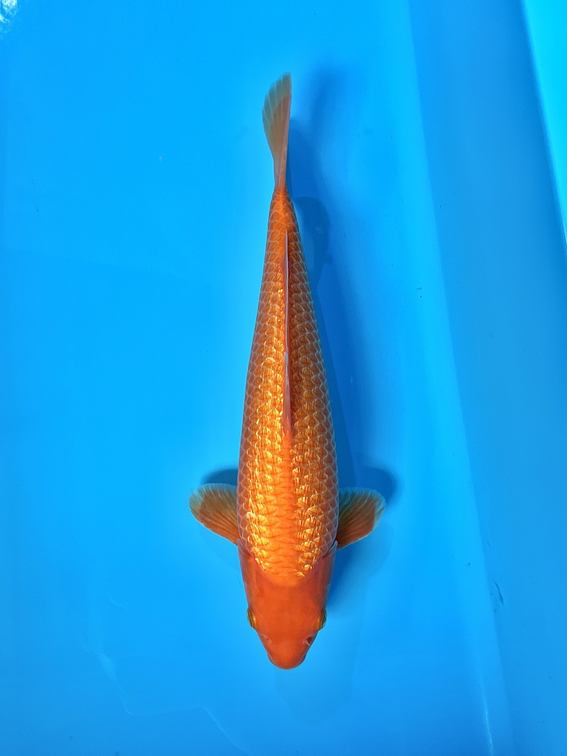 Juara 2