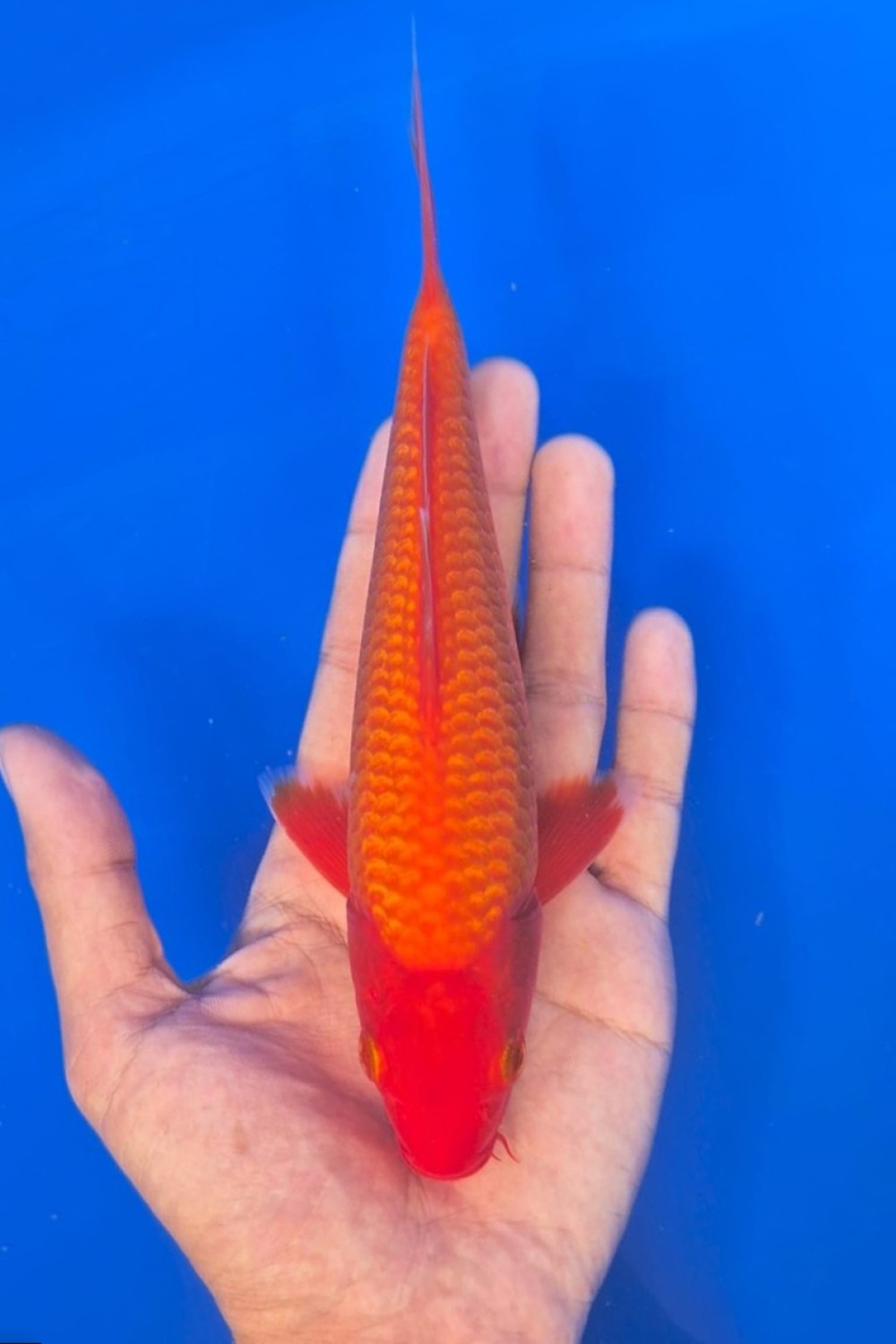 Juara 1