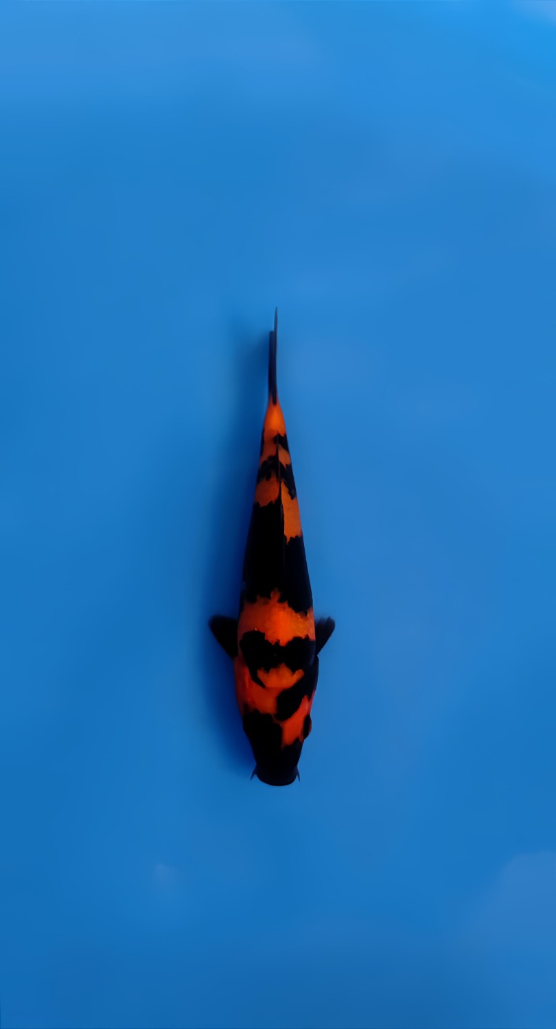 Best In Size D, 13 - 15 cm