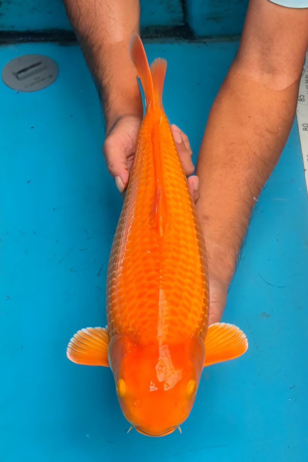Juara 3