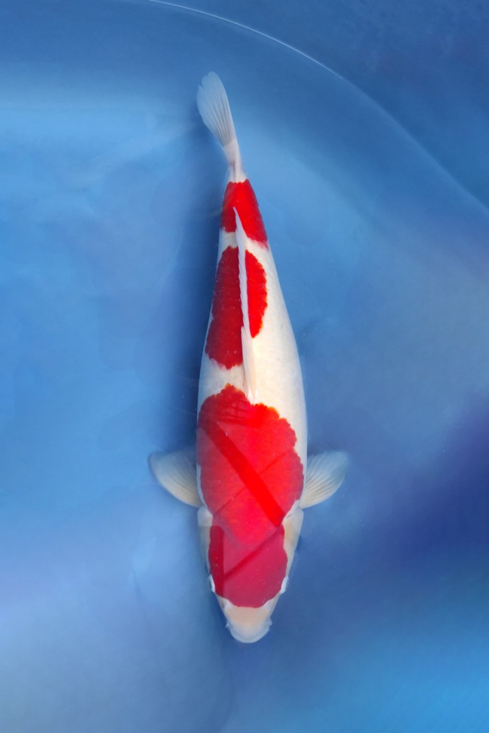 Best In Size A, 46 - 50 cm